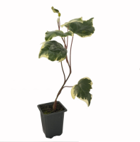 hiedra blanca 2 (R)7